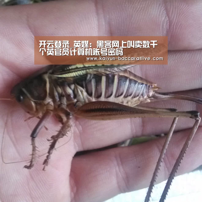开云登录_英媒:黑客网上叫卖数千个英官员计算机账号密码(图1) 开云入口